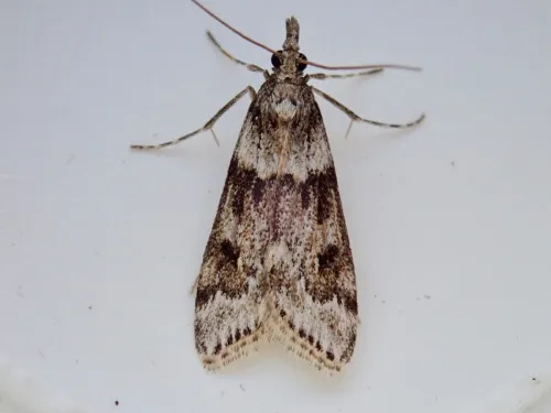 Eudonia angustea - photo 6