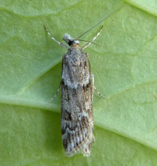Eudonia angustea - photo 7