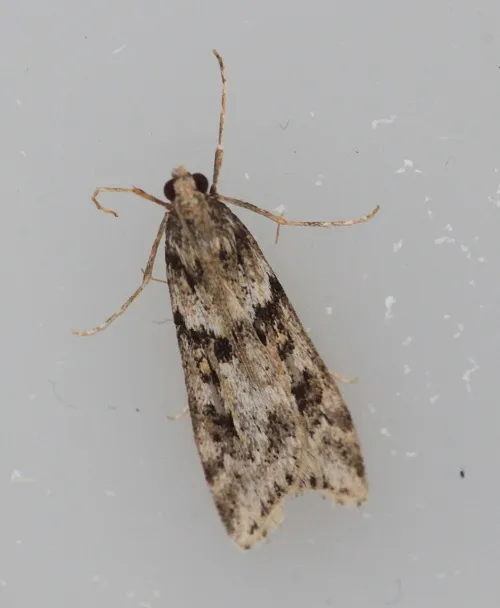 Eudonia angustea - photo 8