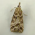 Eudonia commortalis - Hodges#4723