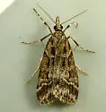 Eudonia commortalis - Hodges#4723 - photo 2