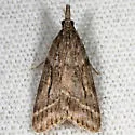 Eudonia commortalis - Hodges#4723 - photo 3