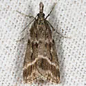 Eudonia commortalis - Hodges#4723 - photo 4