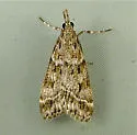 Eudonia commortalis - Hodges#4723 - photo 5
