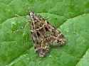 Eudonia echo - Hodges#4735 - Eudonia echo