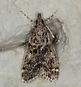 Eudonia echo - Hodges#4735 - photo 2