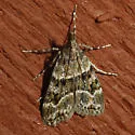 Eudonia echo - Hodges#4735 - photo 3