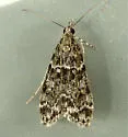 Eudonia echo - Hodges#4735 - photo 4