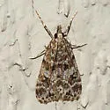 Eudonia echo - Hodges#4735 - photo 5