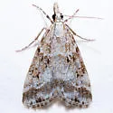 Eudonia expallidalis - Hodges#4724