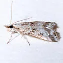 Eudonia expallidalis - Hodges#4724 - photo 2