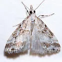 Eudonia expallidalis - Hodges#4724 - photo 3