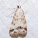 Eudonia expallidalis - Hodges#4724 - photo 4