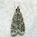 Eudonia heterosalis - Hodges#4739