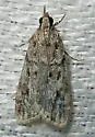Eudonia heterosalis - Hodges#4739 - photo 4