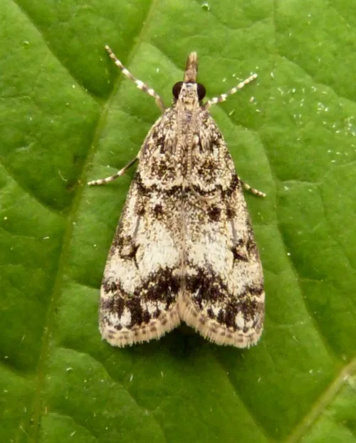 Eudonia lacustrata