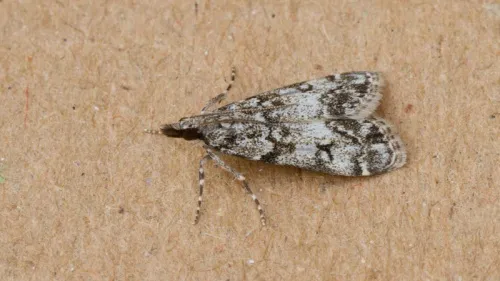 Eudonia lacustrata - photo 2