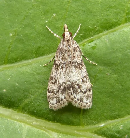 Eudonia lacustrata - photo 3