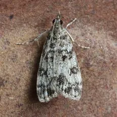 Eudonia lacustrata - photo 4