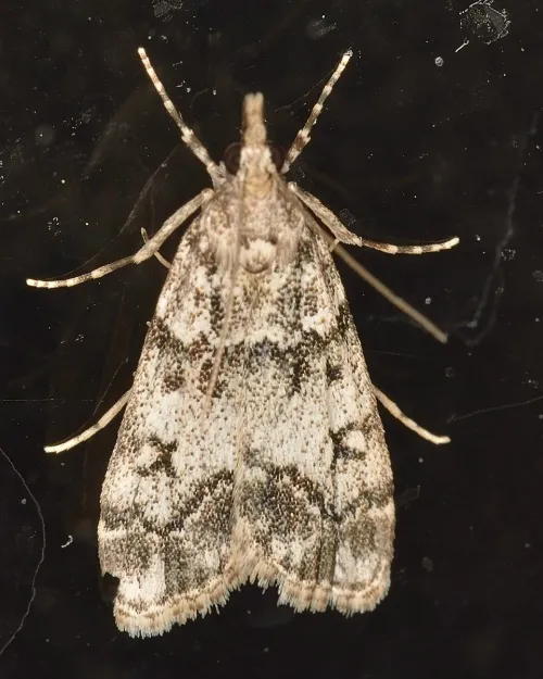 Eudonia lacustrata - photo 5