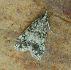 Eudonia lacustrata - photo 6