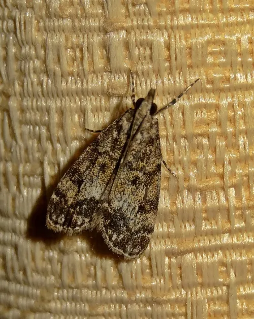 Eudonia lacustrata - photo 7