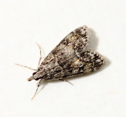 Eudonia lacustrata - photo 8