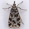 Eudonia leucophthalma - Hodges#4734