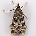 Eudonia leucophthalma - Hodges#4734 - photo 2