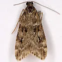 Eudonia leucophthalma - Hodges#4734 - photo 3