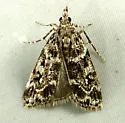 Eudonia leucophthalma - Hodges#4734 - photo 4