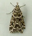 Eudonia leucophthalma - Hodges#4734 - photo 5