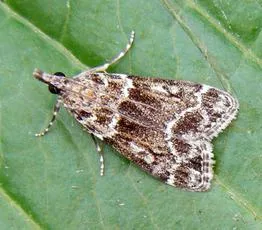 Eudonia mercurella - photo 2