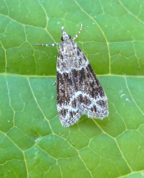 Eudonia mercurella - photo 3