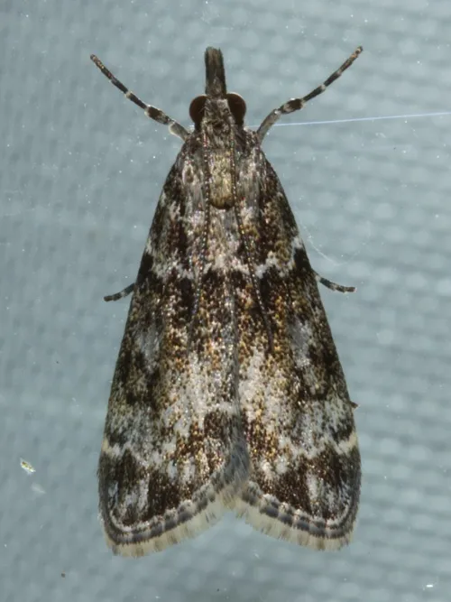 Eudonia mercurella - photo 4