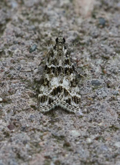 Eudonia mercurella - photo 5