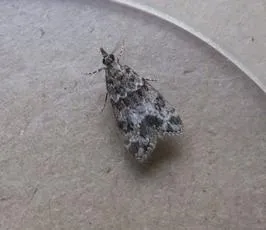 Eudonia mercurella - photo 6