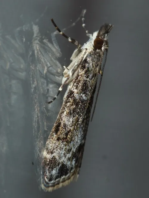 Eudonia mercurella - photo 7