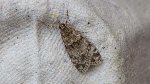 Eudonia mercurella - photo 8