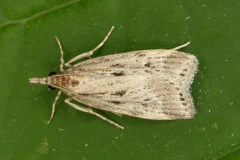 Eudonia pallida - Eudonia pallida