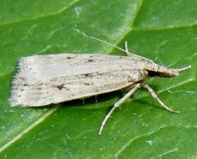 Eudonia pallida - photo 2