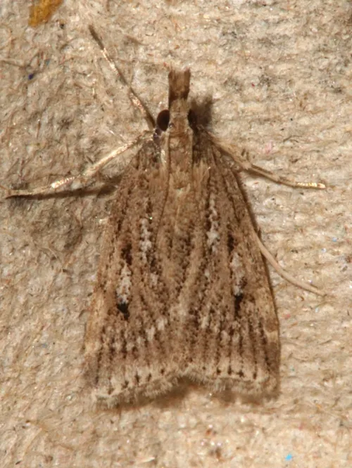 Eudonia pallida - photo 3