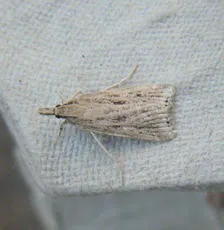 Eudonia pallida - photo 4