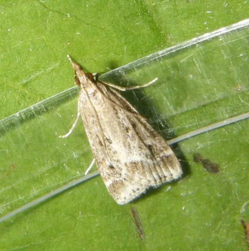 Eudonia pallida - photo 5