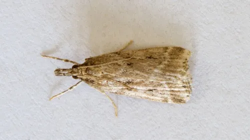 Eudonia pallida - photo 6