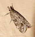 Eudonia rectilinea - Hodges#4722 - Eudonia rectilinea