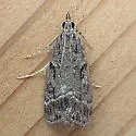 Eudonia rectilinea - Hodges#4722 - photo 2