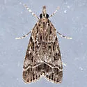 Eudonia rectilinea - Hodges#4722 - photo 3
