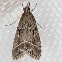 Eudonia rectilinea - Hodges#4722 - photo 4