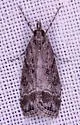 Eudonia rectilinea - Hodges#4722 - photo 5